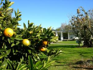the white elephant accommodation hostel
