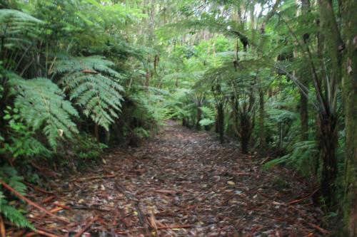 auckland