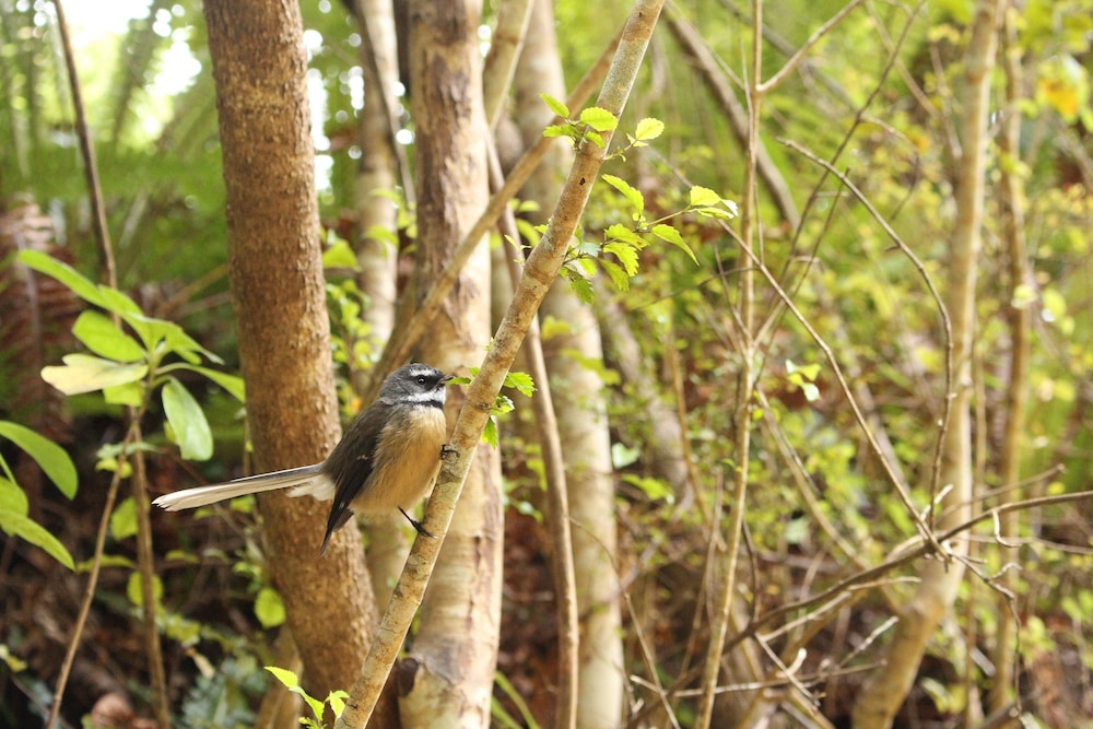 surat bay lodge and backpackers hostel