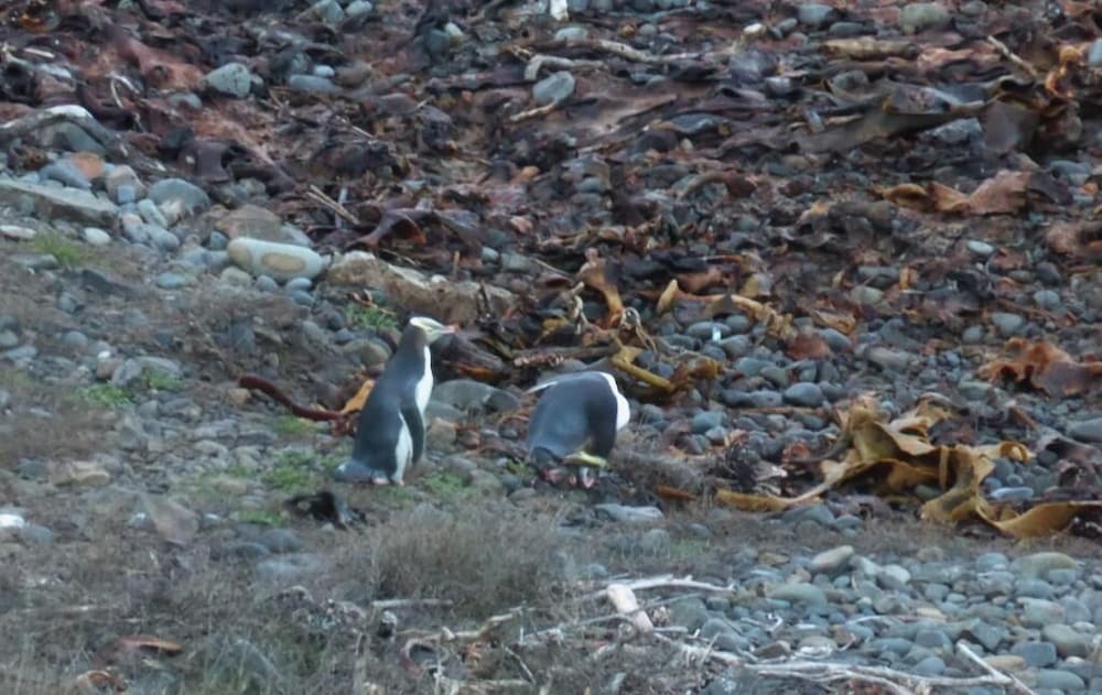surat bay lodge and backpackers hostel