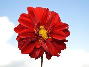 mystique highland resort