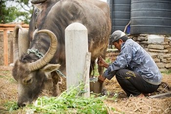 hananoie a permaculture resort