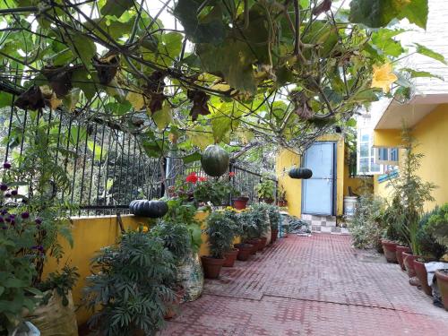 dahachok homestay