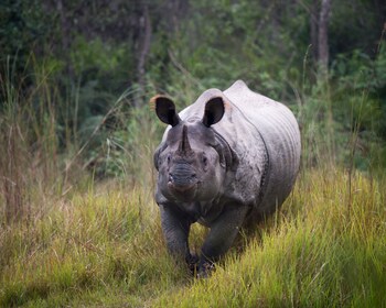 tigertops karnali lodge