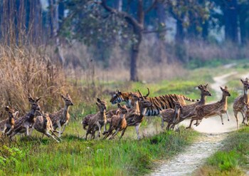tigertops karnali lodge