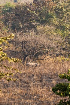 tigertops karnali lodge