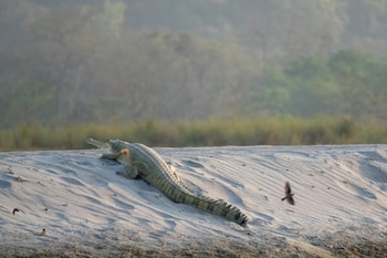 tigertops karnali lodge
