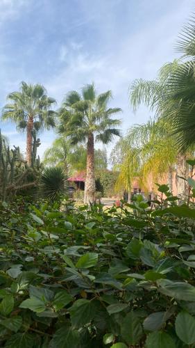 le rubis oriental