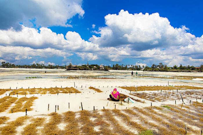 the island pongwe lodge adults only