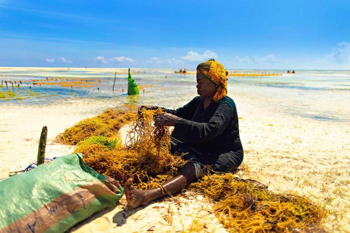 the island pongwe lodge adults only