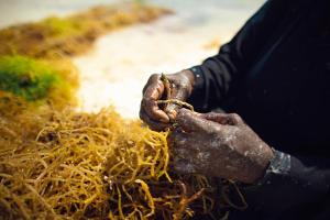 the island pongwe lodge adults only