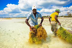 the island pongwe lodge adults only