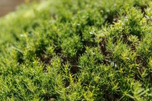 castelnuovo berardenga