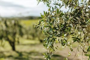 castelnuovo berardenga