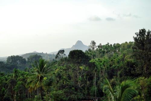 Nest N Mist,Vaduvanchal,4 star