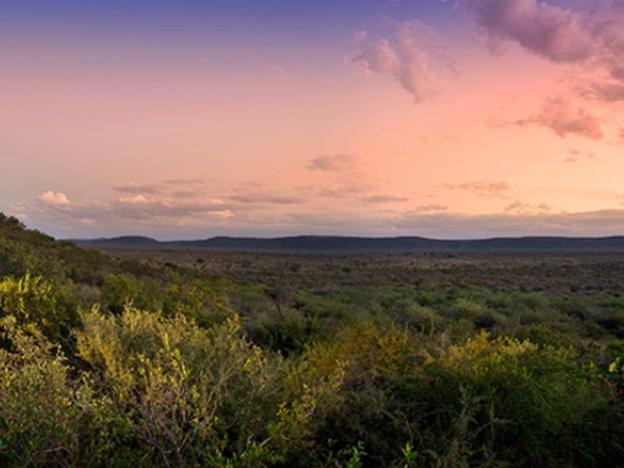 madikwe safari lodge