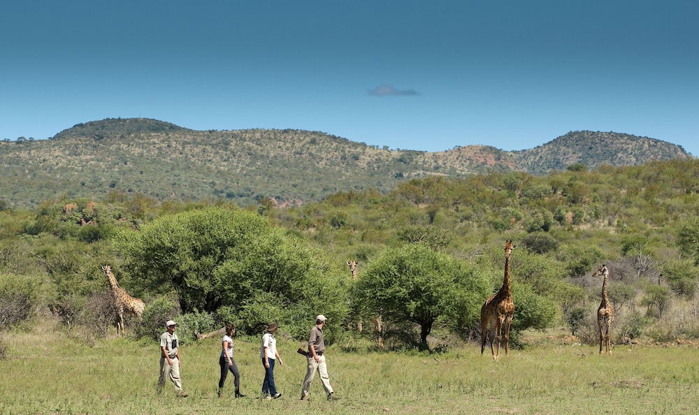 madikwe safari lodge