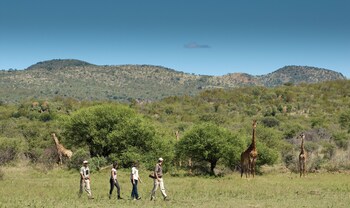 madikwe safari lodge