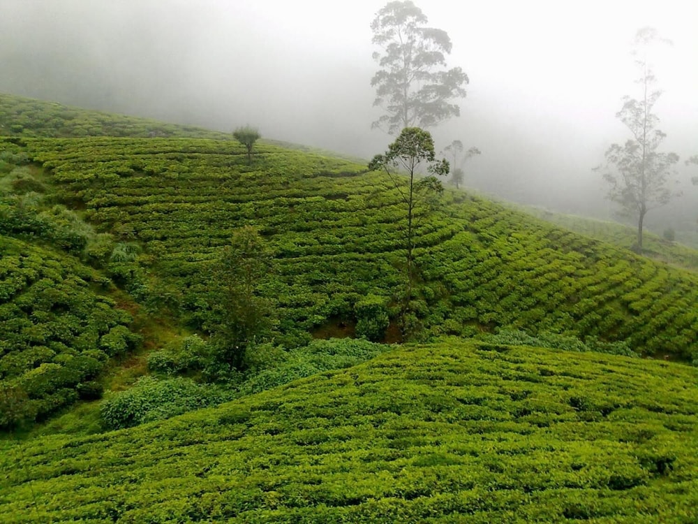 nuwara eliya