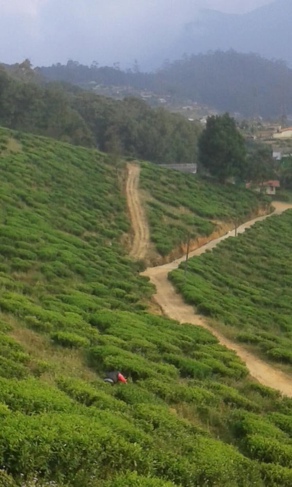 nuwara eliya