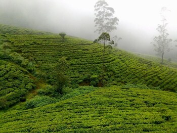 nuwara eliya