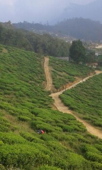 nuwara eliya