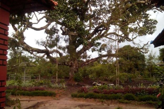 coorg