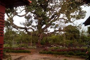 coorg