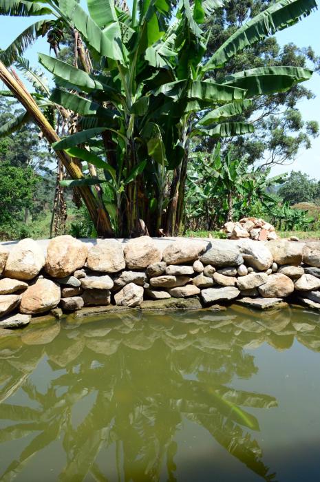 koi koi cultural village hotel