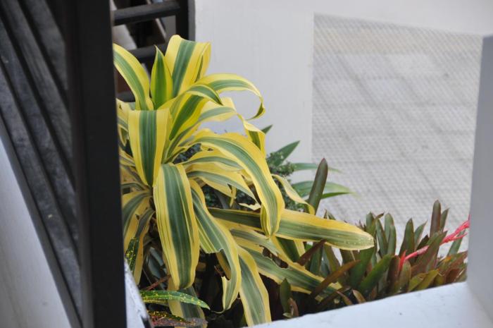 date and dine resort