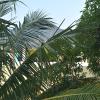 tiruvannamalai
