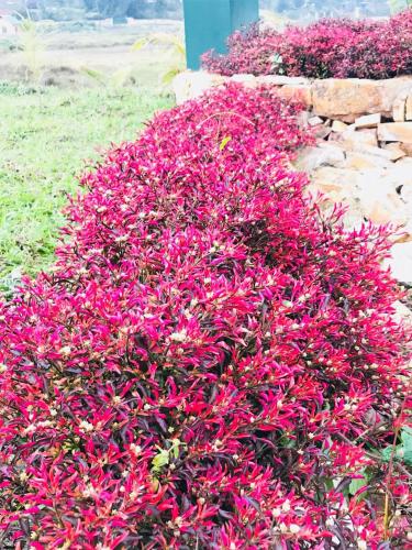 shillong