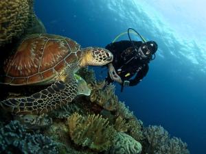 liquid dive resort