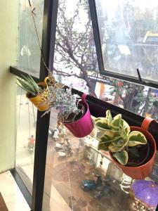 the little blue window hostel