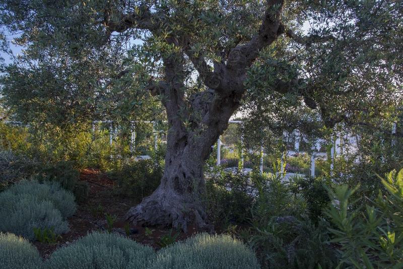 tenuta del lauro