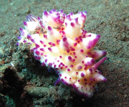 jukung dive resort bali