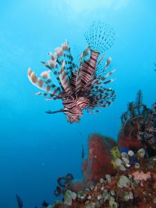 jukung dive resort bali