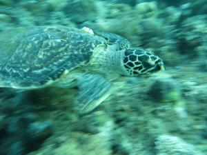 jukung dive resort bali