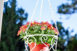 hoa sen vang hotel dalat