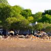 colesberg