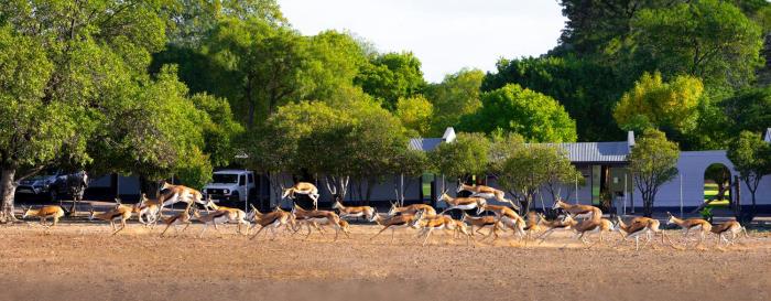 colesberg