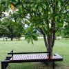 samerdrow khao yai