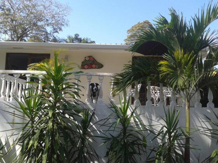 hibiscus house bed and breakfast