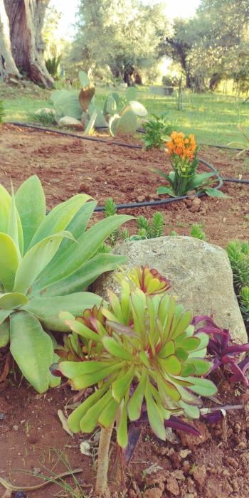 la piana degli ulivi