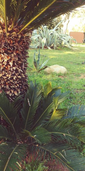 la piana degli ulivi