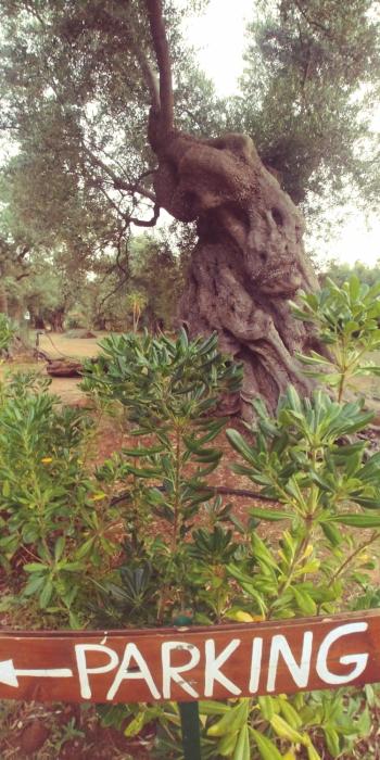 la piana degli ulivi