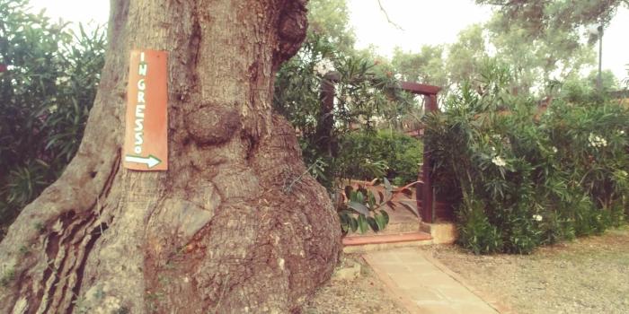 la piana degli ulivi