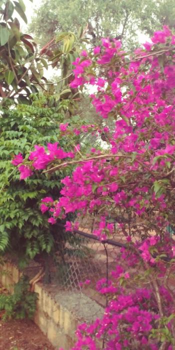 la piana degli ulivi