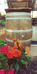 la piana degli ulivi