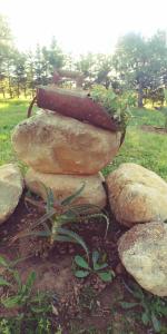 la piana degli ulivi